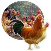 行業(yè)經(jīng)驗(yàn)豐富